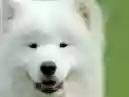 10 raças de Cachorrinhos Brancos: peludo, pequeno, grande e mais!