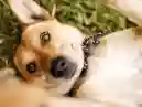 Cachorro Vira-Lata: Um Amigo Leal e Versátil