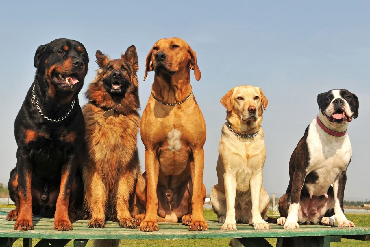 10 raças de cachorro grande e dóceis para adotar focalizando