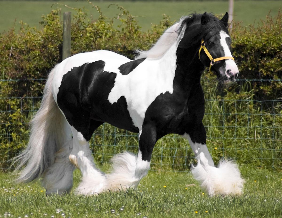 cavalo