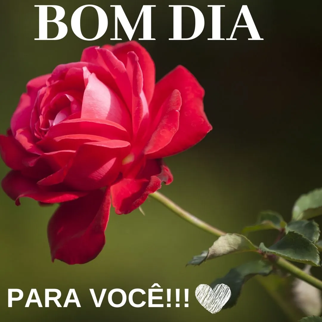 msg de bom dia com flores