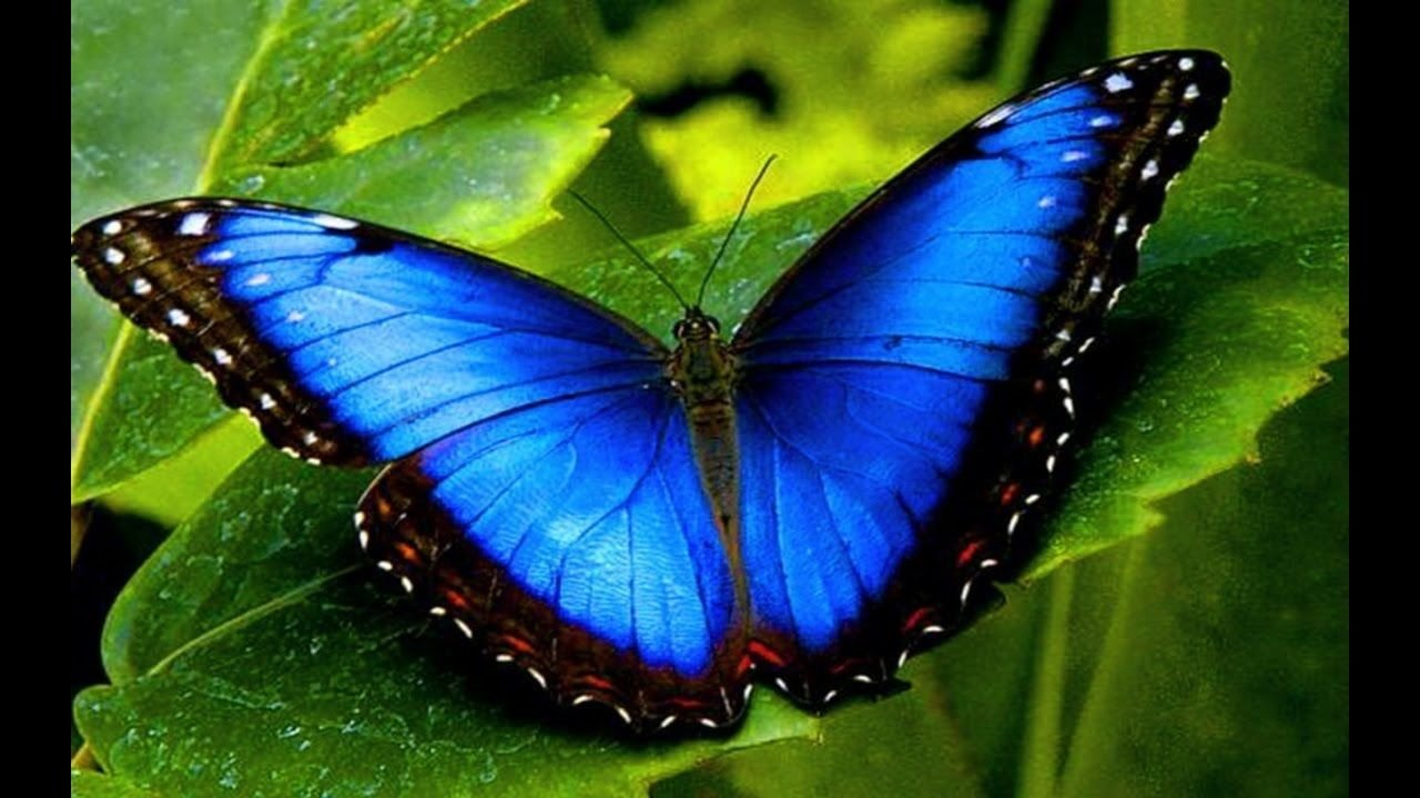 curiosidades sobre a borboleta