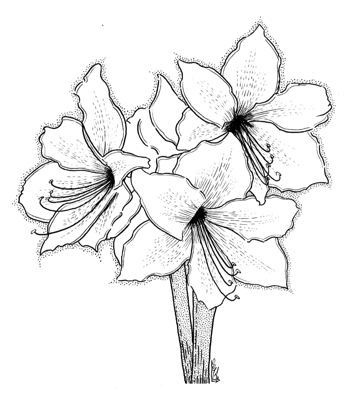 desenho flores