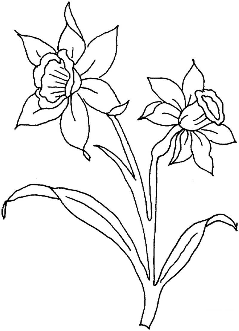 desenho flores