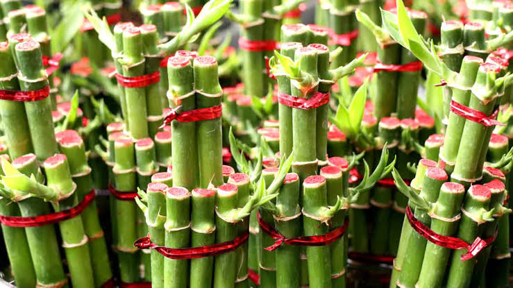 Bambu da Sorte