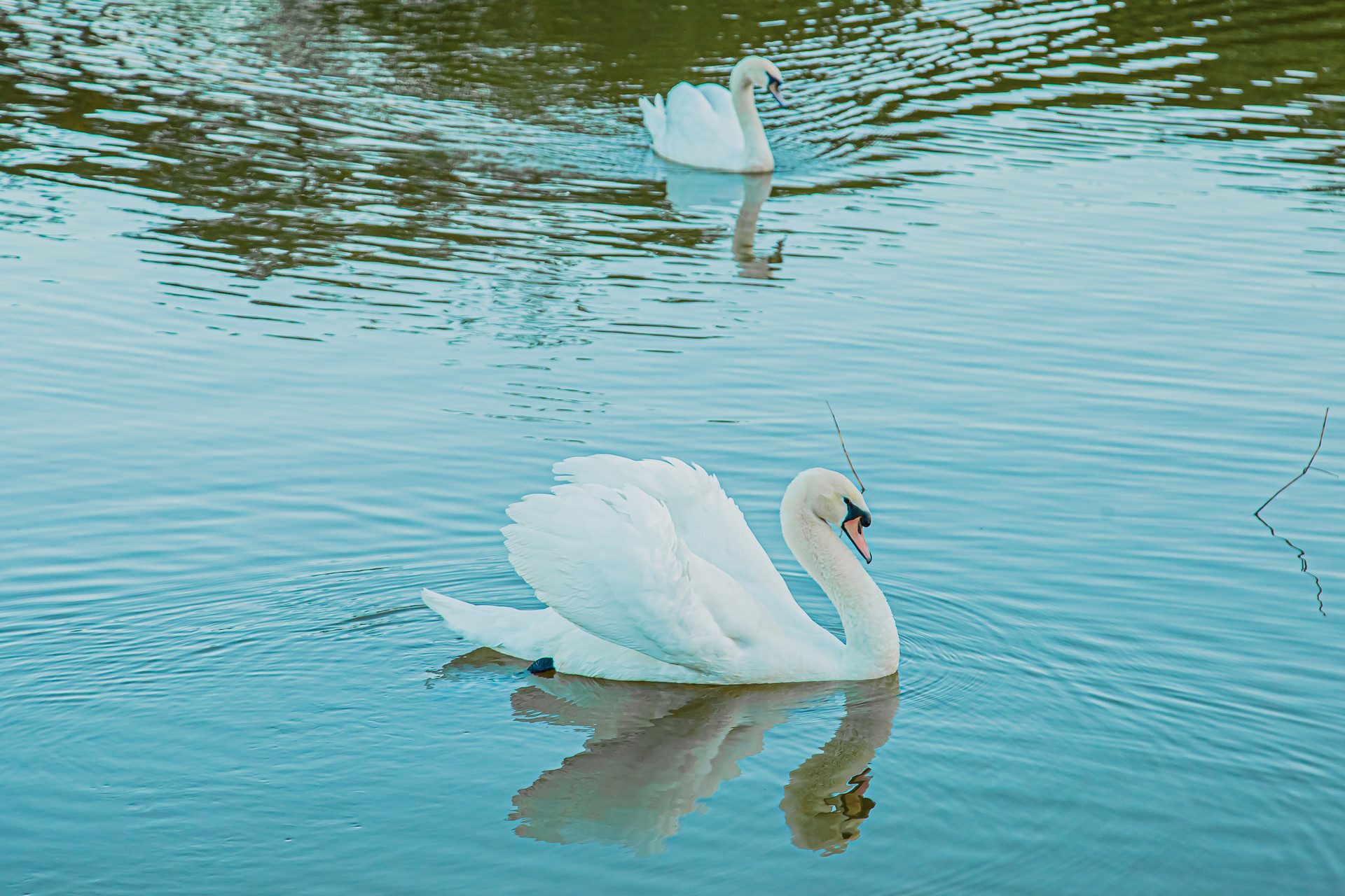 cisne