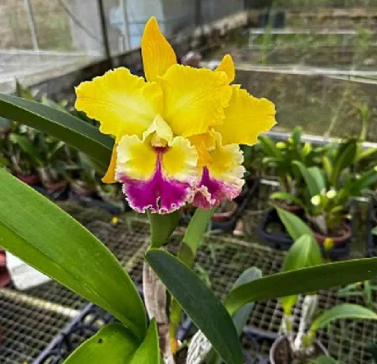 orquídea