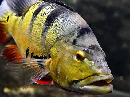Peixes de água doce: conheça algumas espécies
