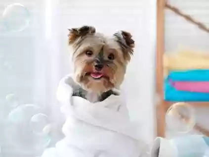 Confira os 5 melhores Shampoos para cachorro em 2022