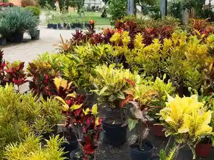 Floricultura Porto Alegre: 10 empresas do ramo de flores para quem precisa do serviço