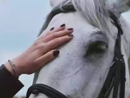 O que significa sonhar com cavalo?