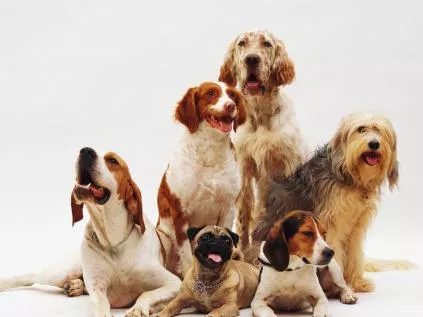 Nomes para Cachorro: Escolhendo o Nome Perfeito para seu Melhor Amigo