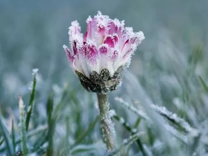 Flores na Antártida: Um Milagre da Natureza?