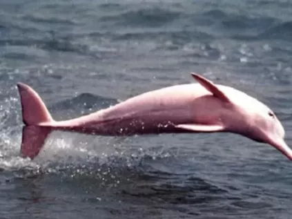 O Golfinho Rosa Existe? Desvendando os Mistérios da Criatura Mais Fofa da Amazônia!