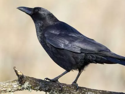 Corvo: Descubra por que eles são os gênios do reino animal (Guia 2026)
