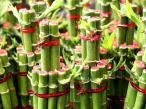 Bambu da Sorte