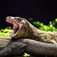 Dragão de Komodo