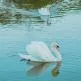cisne