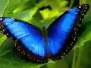 Confira 10 curiosidades sobre a borboleta