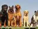 Veja 10 raças de cachorro grande e dóceis para adotar