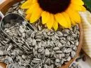 Girassol: Beleza e Perigos Escondidos - Descubra os Malefícios Desse Querido Flor