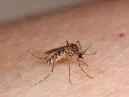 Dipirona e Dengue: O que Você Precisa Saber para Aliviar os Sintomas com Segurança