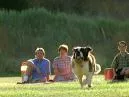 Beethoven Cachorro: A História do Cão Mais Famoso do Cinema