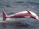 O Golfinho Rosa Existe? Desvendando os Mistérios da Criatura Mais Fofa da Amazônia!