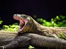 Dragão de Komodo: Mais do que um Lagarto, Uma Lenda Viva que Você Precisa Conhecer