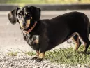 Cachorro Salsicha: Por que o Dachshund é o "Grande Cão em Frasco Pequeno" que vai conquistar você?