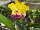 Orquídea: O Guia Definitivo de Cuidados Baseado em Experiência Real