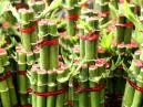 Bambu da Sorte: Como Cuidar, Significado e Erros que Matam a Planta