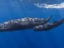 Cachalote: Curiosidades, Rituais e Segredos do Gigante dos Oceanos